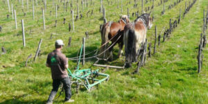 Traditions : Viticulture et traction animale !