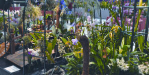 Orchidées Passion – 30 et 31 janvier 2016 ! au profit de l'association de parents d'élèves