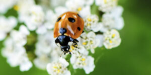 Journées de la biodiversité… c'est cette semaine à Port-Sainte-Foy !
