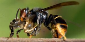 Réunion d'information sur le Frelon asiatique le 31 mars 2016