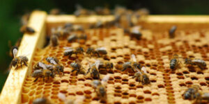 Apiculteur, professionnel ou de loisir, pensez à déclarer vos ruches !