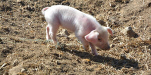 Déclaration obligatoire détenteur de porc ou sanglier (prévention peste porcine)