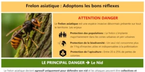 Frelons asiatiques