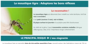 Moustique tigre